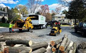 Best Stump Grinding and Removal  in Castle Rock, CO