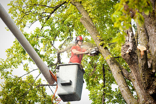 Best Stump Grinding and Removal  in Castle Rock, CO