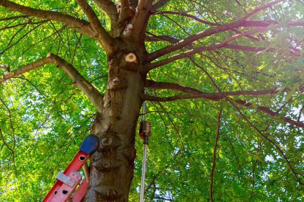 Best Tree Disease Treatment  in Castle Rock, CO